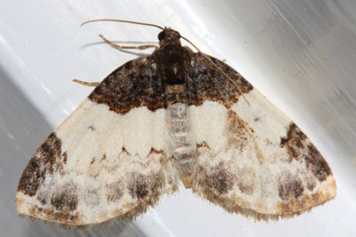 7307 - White-ribboned Carpet Moth - Mesoleuca ruficillata