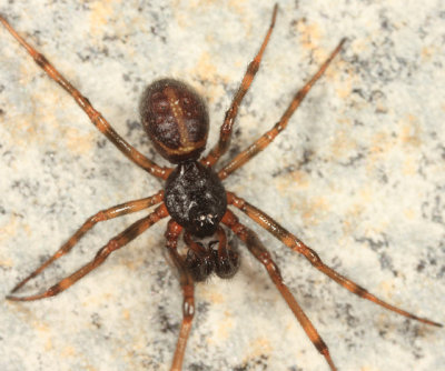 Steatoda borealis