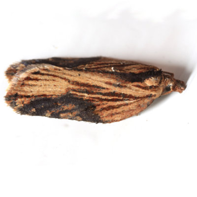 3536 -- Robinson's Acleris Moth -- Acleris robinsoniana