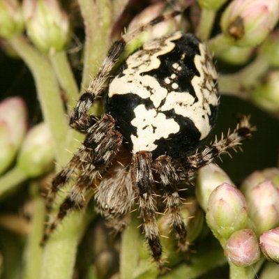 Araneus nordmanni