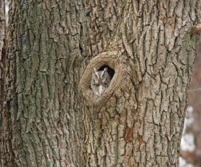 Eastern Screech Owl - Otis asio