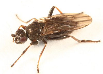 Lesser Dung Flies - Sphaeroceridae