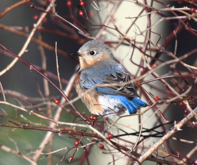 Eastern Bluebird - Sialia sialis (female)