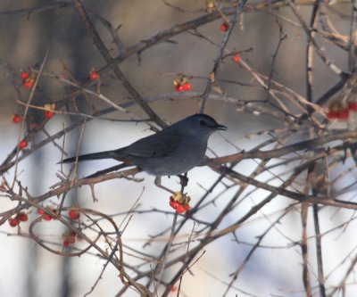 Gray Catbird - Dumetella carolinensis