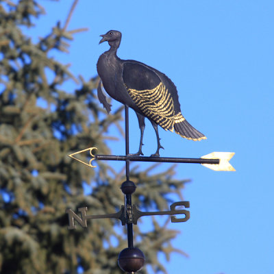 Golden-winged Turkey