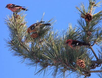 White-winged Crossbill - Loxia leucoptera