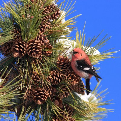 White-winged Crossbill - Loxia leucoptera (male)