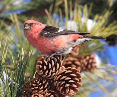 White-winged Crossbill - Loxia leucoptera (male)