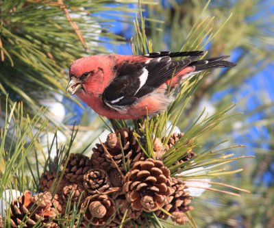 White-winged Crossbill - Loxia leucoptera (male)