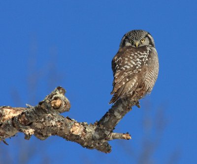 Northern Hawk Owl - Surnia ulula