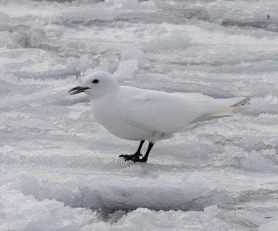 Ivory Gull - Pagophila eburnea