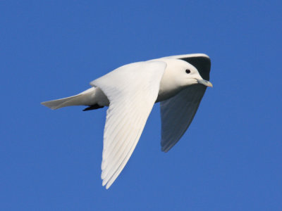 Ivory Gull - Pagophila eburnea