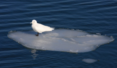 Ivory Gull - Pagophila eburnea