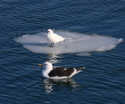 Ivory Gull - Pagophila eburnea (being eyed by a hungry Great Black-backed Gull)