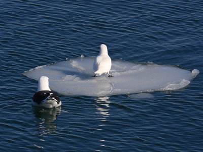 Ivory Gull - Pagophila eburnea (being eyed by a hungry Great Black-backed Gull)