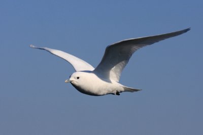 Ivory Gull - Pagophila eburnea