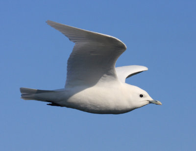 Ivory Gull - Pagophila eburnea