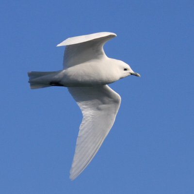 Ivory Gull - Pagophila eburnea