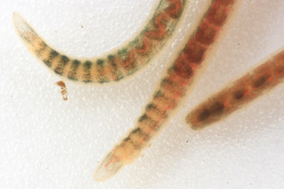 Annelidae - Tubifex