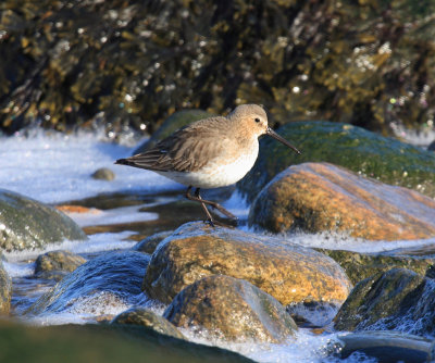 Dunlin - Calidris alpina (winter plumage)