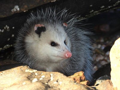 Virginia Opossum - Didelphis virginiana