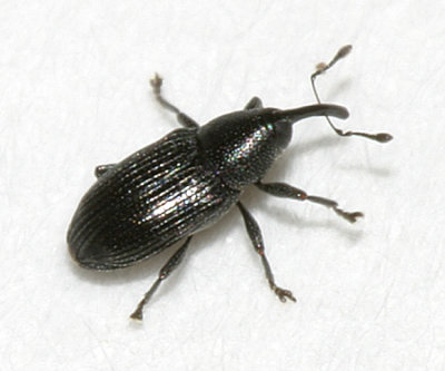 Sibariops confertus