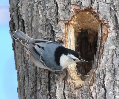 White-breasted Nuthatch - Sitta carolinensis
