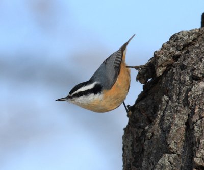 Red-breasted Nuthatch - Sitta canadensis