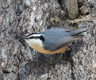 Red-breasted Nuthatch - Sitta canadensis