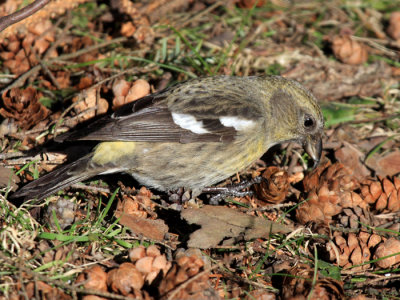 White-winged Crossbill - Loxia leucoptera (female)