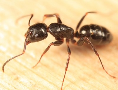 Camponotus nearcticus