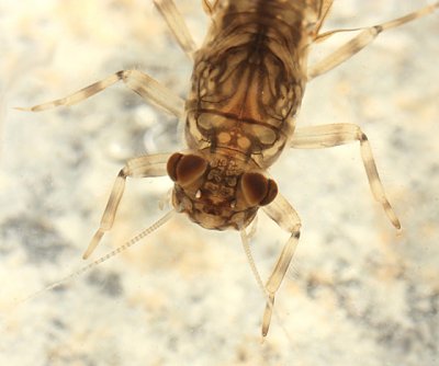 Leptophlebia intermedia (male)