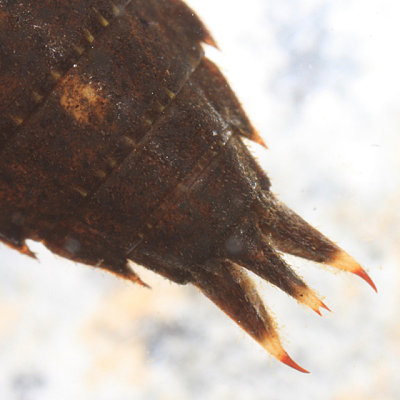 Boyeria vinosa (Fawn Darner)