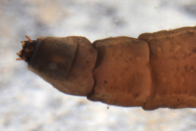 Tipula (subgenus Yamatotipula)