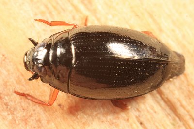 Gyrinus marginellus