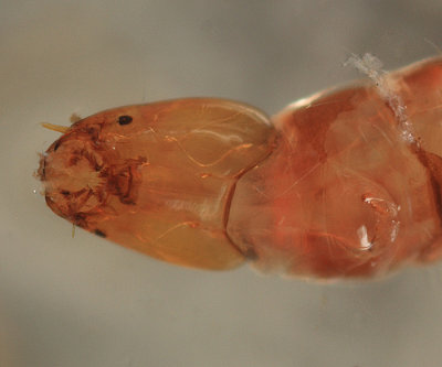 Tanypodinae