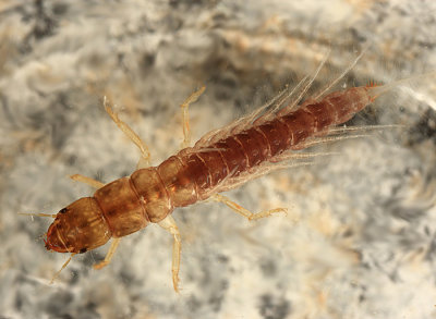 Alderfly - Sialidae - Sialis sp. (larva)