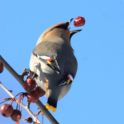 Bohemian Waxwing - Bombycilla garrulus