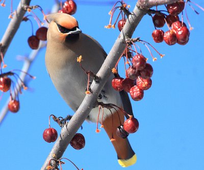 Bohemian Waxwing - Bombycilla garrulus