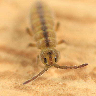 Isotomurus tricolor