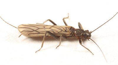 Allocapnia pygmaea