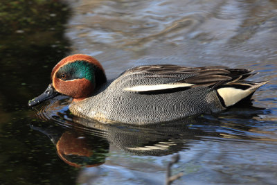 Common Teal - Anas crecca