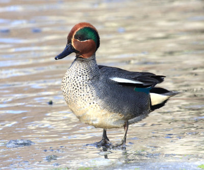 Common Teal - Anas crecca