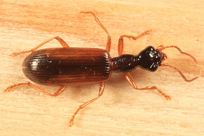 Ground Beetles - Tribe Ctenodactylini