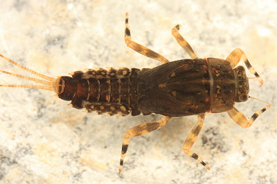 Ephemerella subvaria