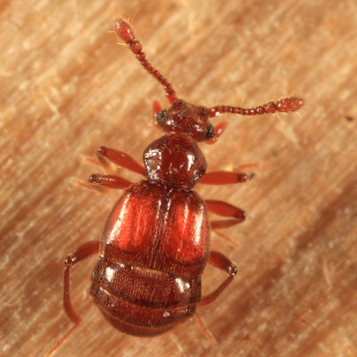 Brachygluta abdominalis