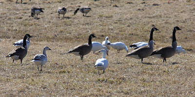 Snow Geese (foreground) Ross' Geese - Chen rossii (behind Canada Geese)