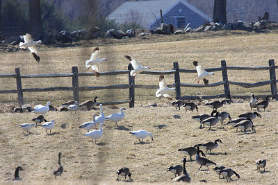 Ross' Geese - Chen rossii (flying in)