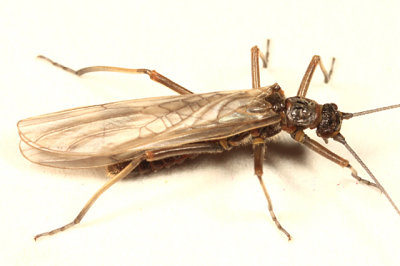 Taeniopteryx parvula