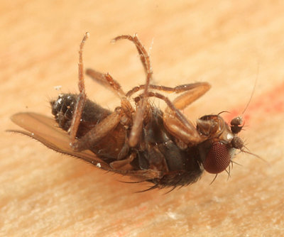 Pullimosina pullula